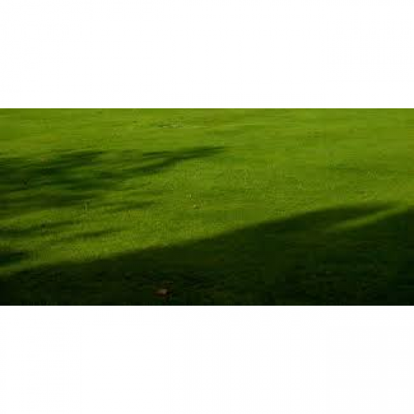 SEMI PER TAPPETO ERBOSO FESTUCA RUBRA - AUDUBON 18 KG