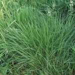 SEMI PER TAPPETO ERBOSO SPECIALITA' MICROTERME - AGROSTIDE TENUE HIGHLAND 22,7 KG