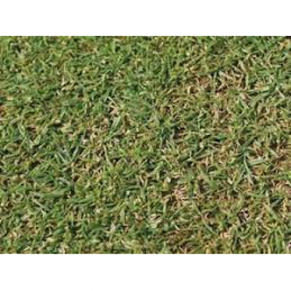 SEMI PER TAPPETO ERBOSO SPECIALITA' MICROTERME -  AGROSTIDE MIX 5 K...