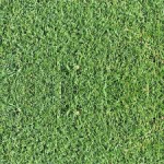 SEMI PER TAPPETO ERBOSO SPECIALITA' MICROTERME - AGROSTIDE STOLONIFERA PC2 10 KG