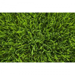 SEMI PER TAPPETO ERBOSO SPECIALITA' MICROTERME - AGROSTIDE STOLONIFERA PC2 5 KG IN CONFEZIONI DA 0,5 KG