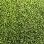 SEMI PER TAPPETO ERBOSO SPECIALITA' MACROTERME - CYNODON DACTYLON 25 KG