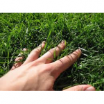 SEMI PER TAPPETO ERBOSO SPECIALITA' MACROTERME - CYNODON DACTYLON 5 KG