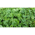 SEMI PER TAPPETO ERBOSO SPECIALITA' MACROTERME - DICHONDRA REPENS 25 KG