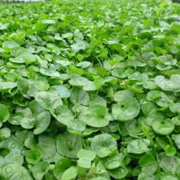 SEMI PER TAPPETO ERBOSO SPECIALITA' MACROTERME - DICHONDRA REPENS 5 KG