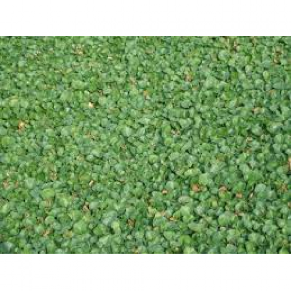 SEMI PER TAPPETO ERBOSO SPECIALITA' MACROTERME - DICHONDRA REPENS 10 KG IN CONFEZIONI DA 1 KG