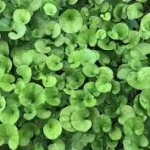 SEMI PER TAPPETO ERBOSO SPECIALITA' MACROTERME - DICHONDRA REPENS 10 KG IN CONFEZIONI DA 1 KG