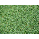 SEMI PER TAPPETO ERBOSO SPECIALITA' MACROTERME - DICHONDRA REPENS 40 KG IN CONFEZIONI DA 1 KG