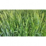 Miscuglio per Erbaio Lommix - 25 kg - Non trattato