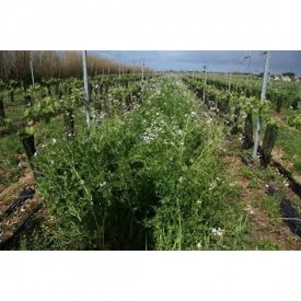 SEMI DI COVER E SOVESCI 10 KG - VARIETA' NEMATOMIX - NON TRATTATO