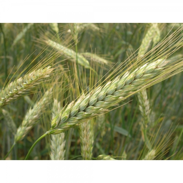 SEMI DI TRITICALE