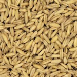SEMI DI AVENA DECORTICATA - 20 PZ IN CONFEZIONI DA 1 KG CIASCUNO U.Z.