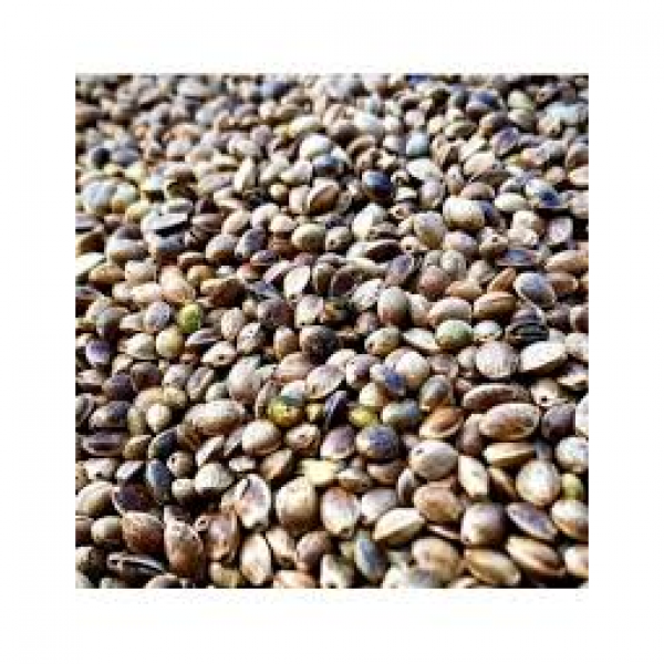 SEMI DI CANAPA - 10 KG IN CONFEZIONE DA 0,5 KG U.Z.