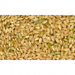 SEMI DI GRANA VERDE DI RISO U.Z - 25 KG