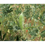 SEMI DI LUPINI P. USO ZOOTECNICO - 25 KG