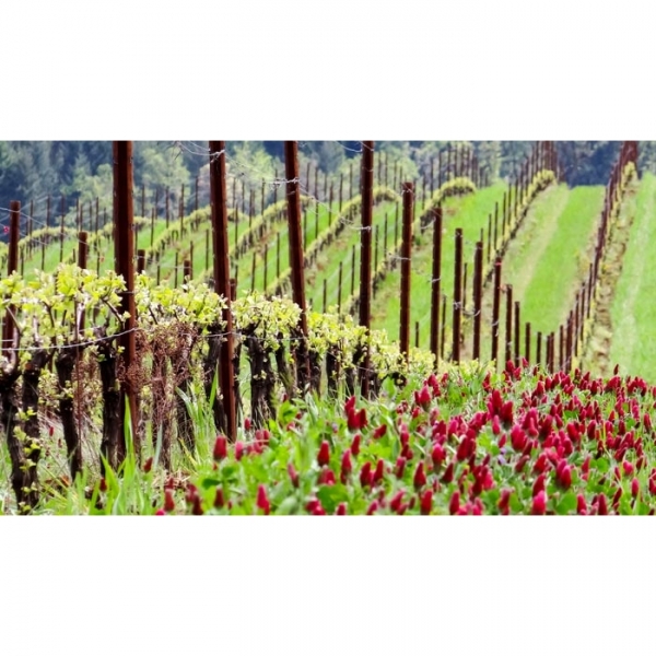 SEMI DI COVER E SOVESCI VARIETÀ TOMALEX - NON TRATTATO - 25KG