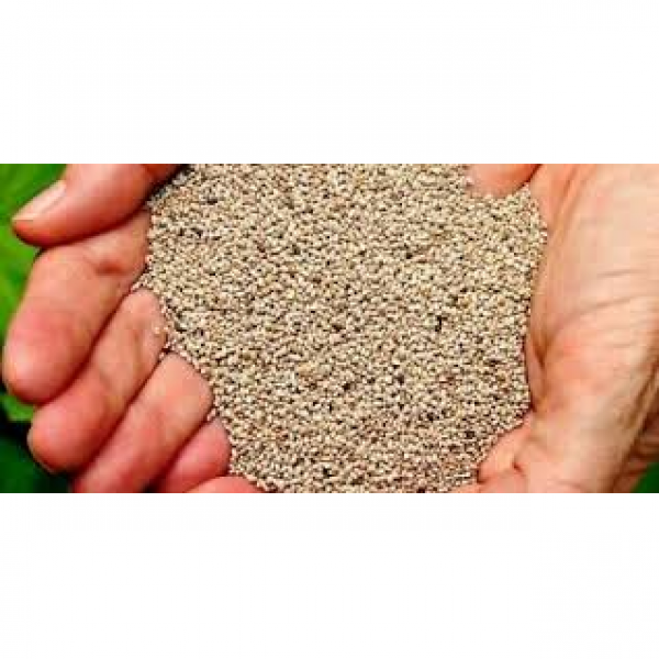 SEMI DI PANICO - 25 KG U.Z.