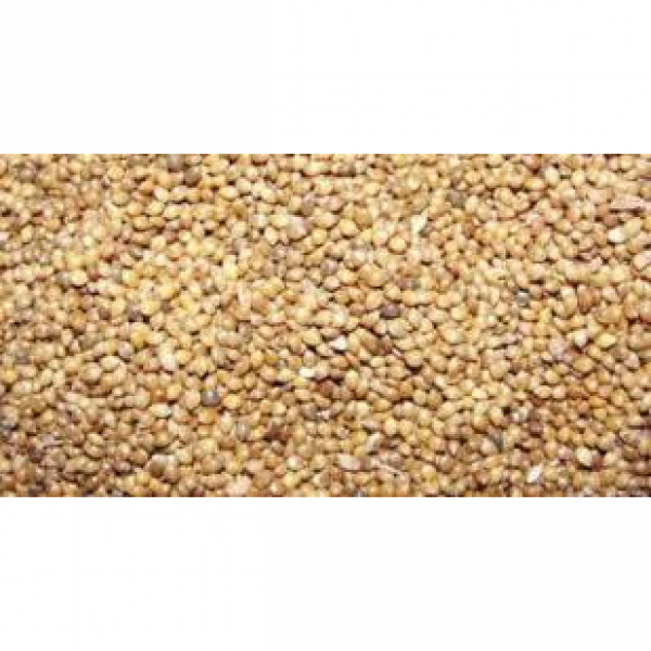 SEMI DI PANICO - 5 KG U.Z.