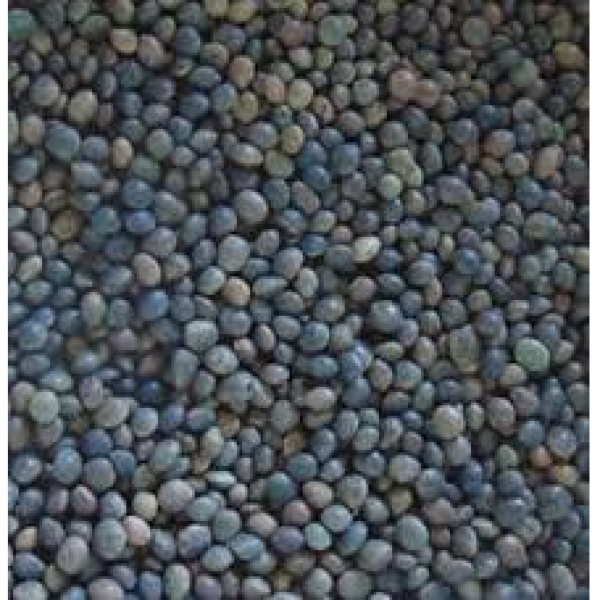 SEMI DI VECCIA 25 KG - USO ZOOTECNICO