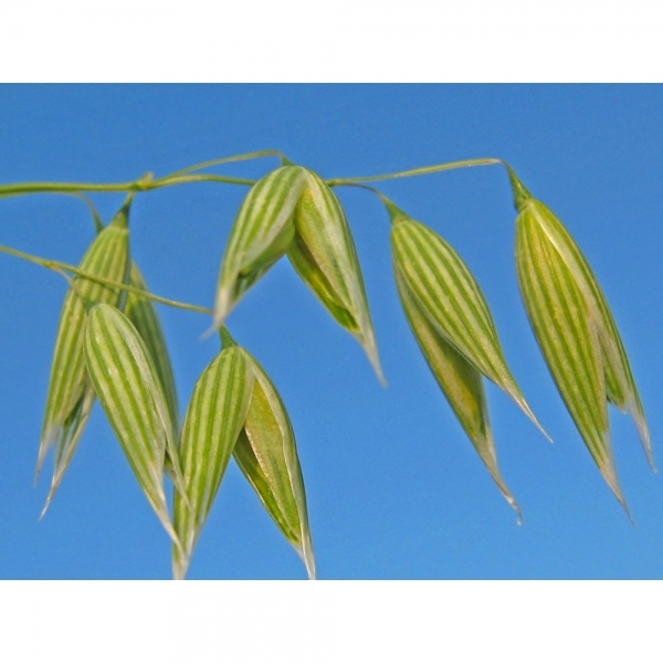 SEMI DI AVENA BIONDA