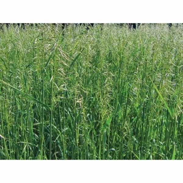 SEMI DI AVENA STRIGOSA