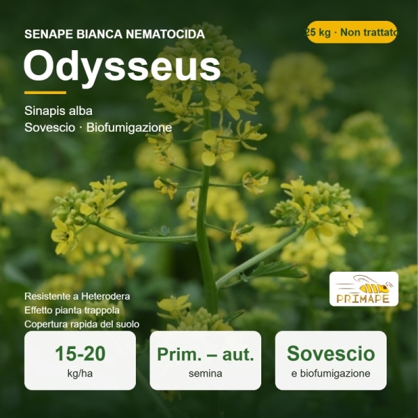 Semi di Senape Bianca Nematocida Odysseus – 25 kg – Sovescio e ...