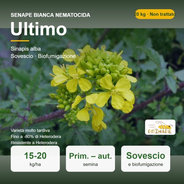 Semi di Senape Bianca Nematocida Ultimo – 20 kg – Sovescio e Bi...