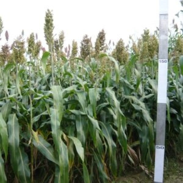 SEMI DI SORGO IBRIDO SWEET CAROLINE 12,5KG -TRATTATO