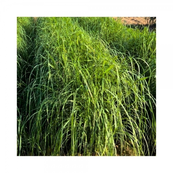 SEMI DI TEFF GRASS BROWN STAR CONF.50% -20KG-NON TRATTATO