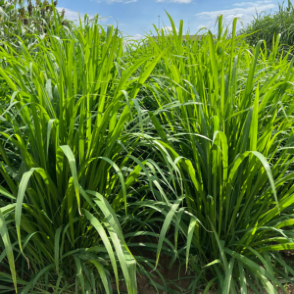 SEMI DI PANICUM MAXIMUM SIAMBASA N.T. seme confettato- 15KG