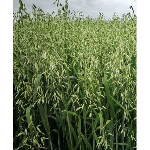 SEMI DI AVENA STRIGOSA DELUX 25 KG- NON TRATTATA