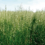 SEMI DI AVENA STRIGOSA DELUX 25 KG- NON TRATTATA