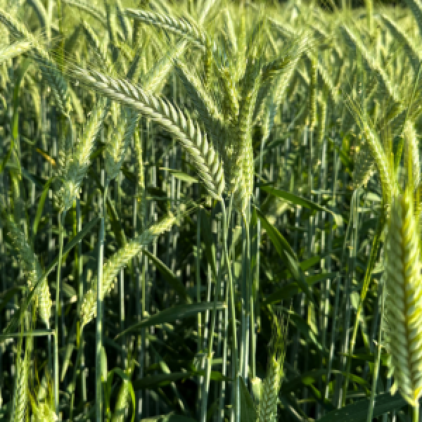 SEMI DI TRITICALE DUBLET 500 KG TRATTATO