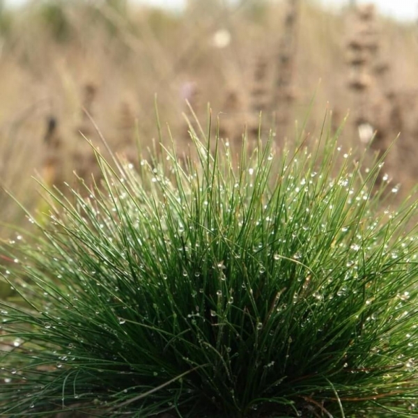 SEMI DI FESTUCA OVINA