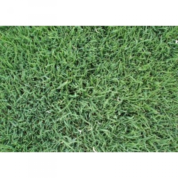 SEMI PER TAPPETO ERBOSO FESTUCA ARUNDINACEA