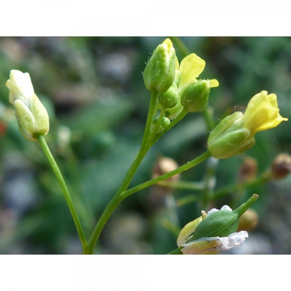 SEMI DI CAMELINA SATIVA 25 KG - NON TRATTATO