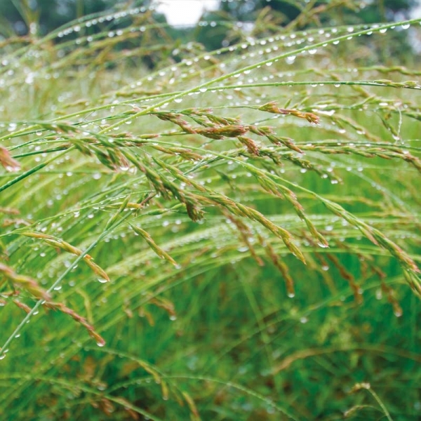 SEMI DI FESTUCA ARUNDINACEA FORAGGERA - NON TRATTATO-25KG