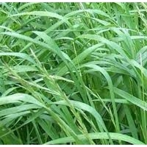 SEMI DI LOIETTO PERENNE VARIETÀ SOLEN- BIOLOGICO - 20KG