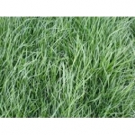 SEMI DI LOIETTO PERENNE VARIETÀ SOLEN- BIOLOGICO - 20KG