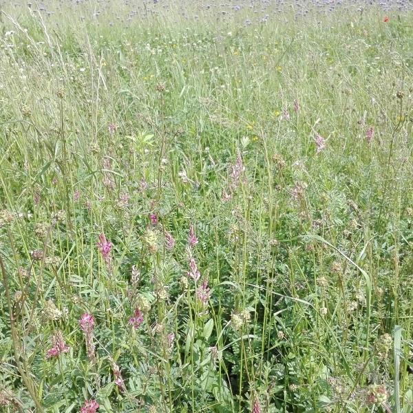 SEMI DI OPERATION POLLINATOR- VARIETÀ RUSTICO- 10 KG