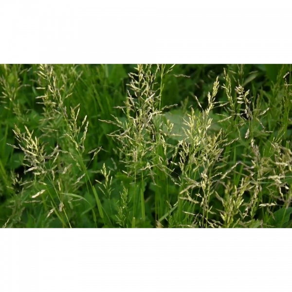 SEMI DI POA PRATENSE VARIETÀ BALIN- NON TRATTATO- 25KG