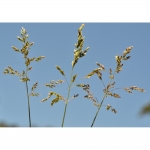 SEMI DI POA PRATENSE VARIETÀ BALIN- NON TRATTATO- 25KG