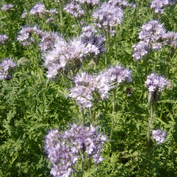 Semi di Facelia Factotum – 20 kg – Non trattati – Per Sovesci...