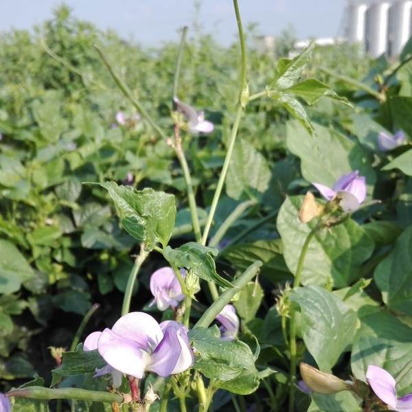 SEMI DI VIGNA SINENSIS VARIETÀ BETCH WHITE - NON TRATTATO- 25KG
