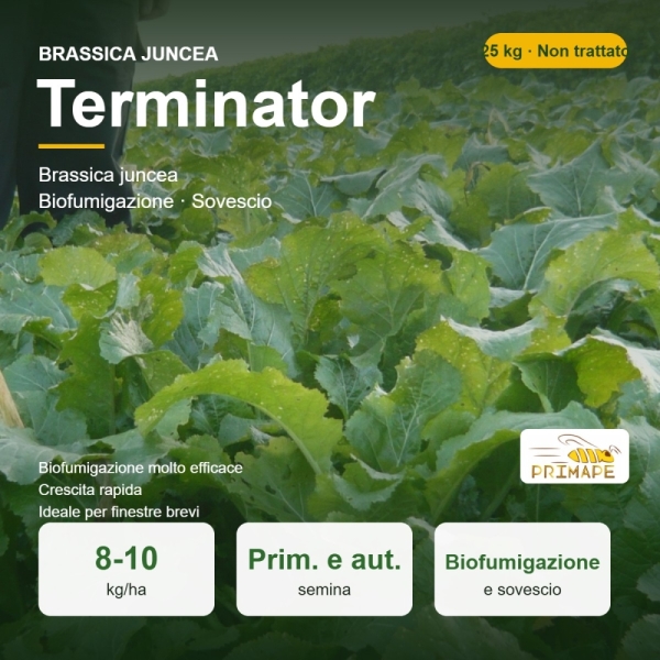 Semi di Brassica Juncea Terminator – 25 kg – Biofumigazione e S...