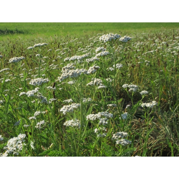 Semi di Achillea Millefoglie – 25 kg – Non trattati – Per Pra...
