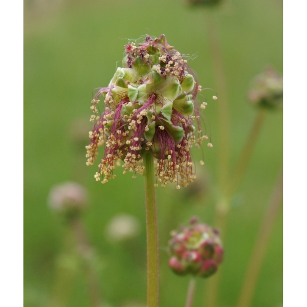 Semi di Sanguisorba Minor – 10 kg – Non trattati – Per Pascol...