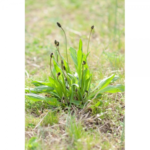 Semi di Plantago Lanceolata – 10 kg – Non trattati – Per Pasc...
