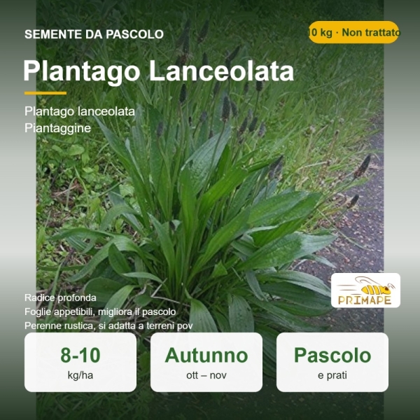 Semi di Plantago Lanceolata – 10 kg – Pascolo e Prati – Non t...