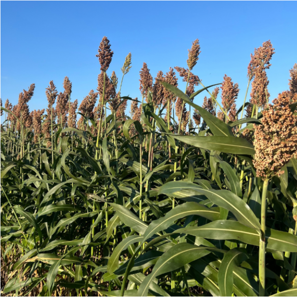 SEMI DI SORGO IBRIDO